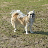 Foto van linneke