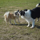 Foto van linneke