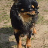 Foto van linneke