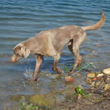 Foto van linneke