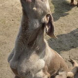 Foto van linneke