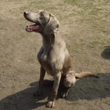 Foto van linneke