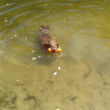 M'n kleine Kiva <3 eerste keer zwemmen!!
