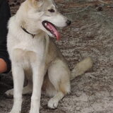 Foto van wolfwoman