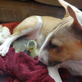 Honey en haar vriendin Puck