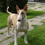 Foto van Honey
