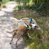 Foto van Marie-Rose & Tibootje (RIP) + Freya'tje