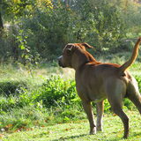 Diesel ,,(amerikaanse stafford), ook een lieve sociale hond!.