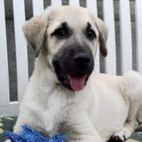 Pup Tolly in het asiel...pittig klein ding ;-) Nu reeds niet meer zo…
