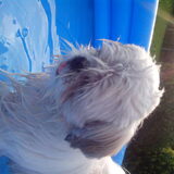 Foto van Emely, Bently's baasje