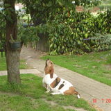 dit is Toby, onze basset, eten is ook haar lievelingsbezigheid, ook is…