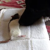 Pepper haar maatje Bailey is overleden, heb haar even laten snuffelen…