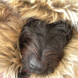 Hieronder onze lieve Lady met haar opstaand kraagje : "mmmm…