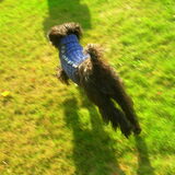Dog in knitted pullover - in ACTION! :)