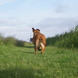 Foto van Vrouwtje van Denzel en Diva (R.I.P. Dixie)