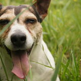 Foto van Vrouwtje van Denzel en Diva (R.I.P. Dixie)