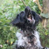 Hahaha, vage hond
