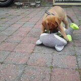 Jack lekker buiten spelen met zijn knuffeldier. 7wk
