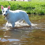 Zwemmen! Juli 2013