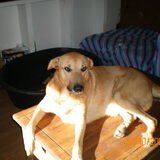 Dobber