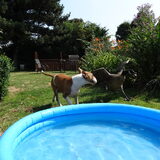 Foto van Honey