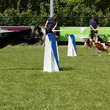 Gwynn flyball
