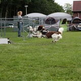 Scott flyball