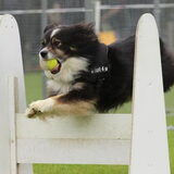 Amy flyball