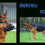 dit is de pappa van de puppy`s van desteny. odynn is een volle broer…