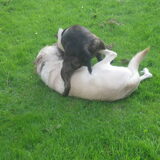 Ravotten met Kimo!