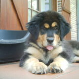 Foto van http://www.do-khyi-jinadhara.be