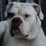 dit is onze spotty een super moppie met een droom koppie…