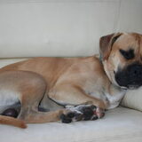 paxx is onze bull / boxer kruising, hij is lief, zacht, en waaks. hij…