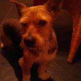 Dit is Boemer. Hij is al 15 jaar oud en best dement, beetje blind en…