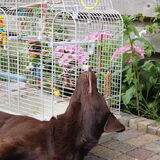 Bram kan goed overweg met vogels..