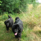 Foto van Tineke *Luna * Rambo (Brutus R.I.P)