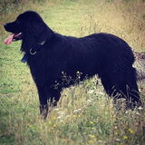 Foto van Anouk & Balou<3
