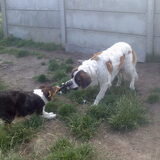 spelen