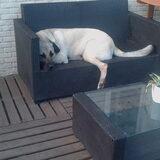 Diesel