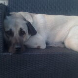 Schattige Diesel