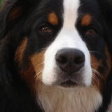 knapperd