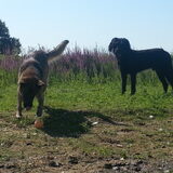 Foto van Lisanne, Misha, Tessa&Arrow