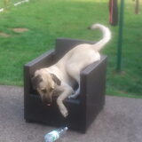Diesel vs Fles