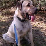 Onze eerste wandeling met Diesel in het asiel, vanaf die dag besloten…