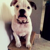 Bram, een old english bulldog! Onze nieuwe aanwinst. Ik ben op slag…