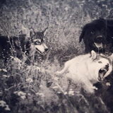 Foto van Anouk & Balou<3