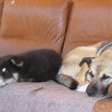 Simba (alfa) en Lucy, slaapje doen op de honden bank.