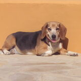 Dit is Paco (teef) onze 11 jarige Beagle. Hobby's zonnen , ook al is…