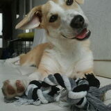 Prinses