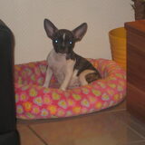 Foto van Doggylover